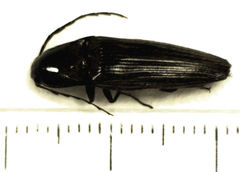 Thoramus perblandus