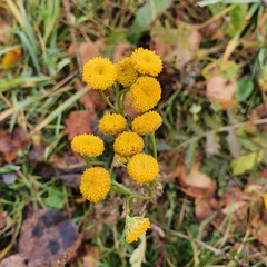 Tanacetum vulgare