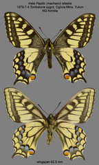 Papilio machaon aliaska