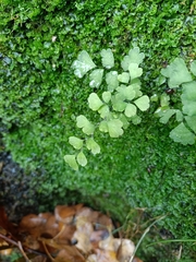 Adiantum capillus-veneris
