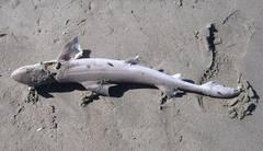 Mustelus mustelus