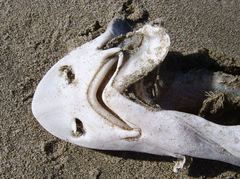 Mustelus mustelus