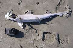 Mustelus mustelus