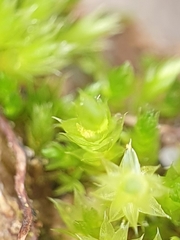 Bryum gemmiferum