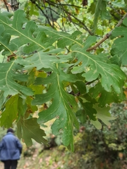 Quercus frainetto