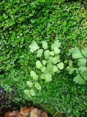 Adiantum capillus-veneris