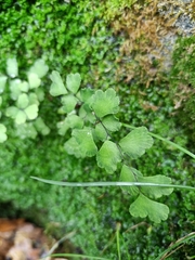 Adiantum capillus-veneris