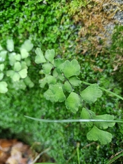Adiantum capillus-veneris