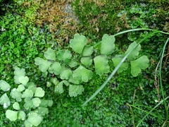Adiantum capillus-veneris