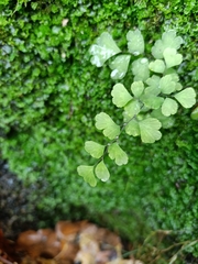Adiantum capillus-veneris