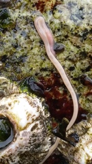 Amphiporus imparispinosus