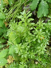 Galium