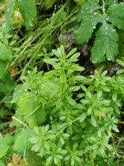 Galium