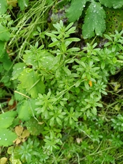 Galium