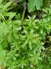 Galium