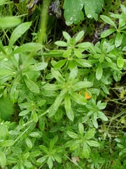 Galium