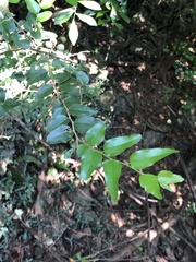 Celtis nervosa