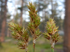 Carex pachystachya