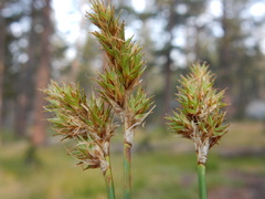 Carex pachystachya