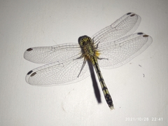 Diplacodes trivialis