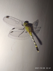 Diplacodes trivialis