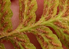 Asplenium capense