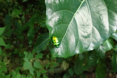 Calliphara excellens