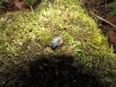 Morlina glabra