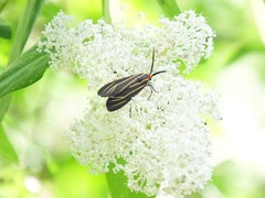 Ctenucha venosa