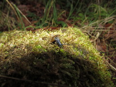 Morlina glabra