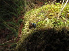 Morlina glabra