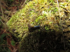 Morlina glabra
