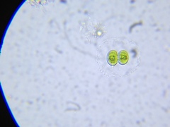 Cosmarium contractum