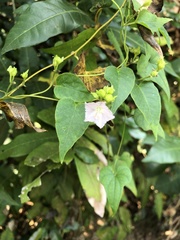 Jacquemontia paniculata