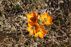 Ornithogalum dubium