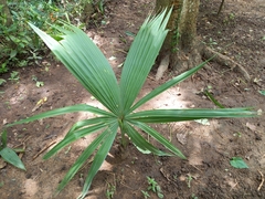 Sabal mauritiiformis