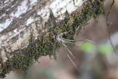 Tillandsia bulbosa