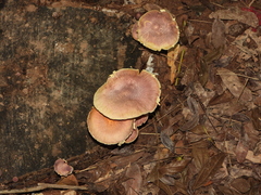 Gymnopilus dilepis
