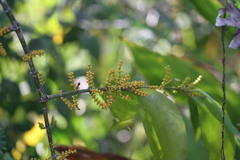 Phoradendron crassifolium