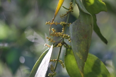 Phoradendron crassifolium