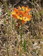 Ornithogalum dubium