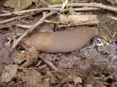 Limax graecus