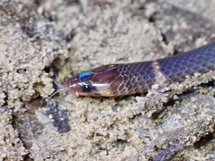 Pseudorabdion longiceps