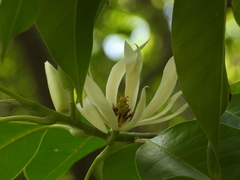 Magnolia × alba