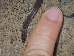 Pseudorabdion longiceps