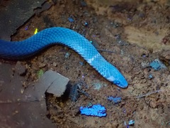 Pseudorabdion longiceps