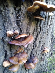 Fungi