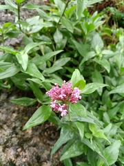 Centranthus ruber
