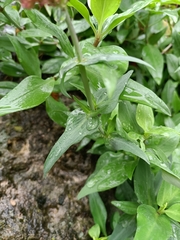 Centranthus ruber