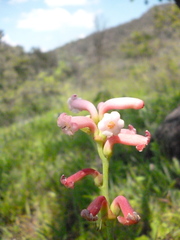 Polianthes platyphylla